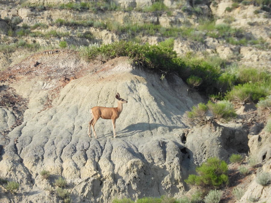 Mule Deer Doe on Clay Butte Photograph by Amanda R Wright