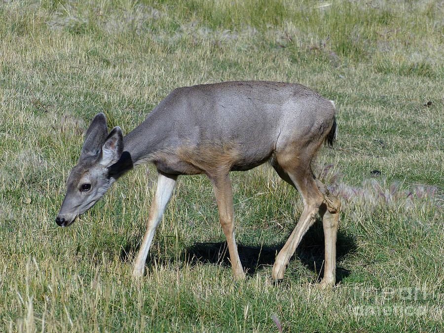 Mule Deer Doe Photograph by Phil Banks