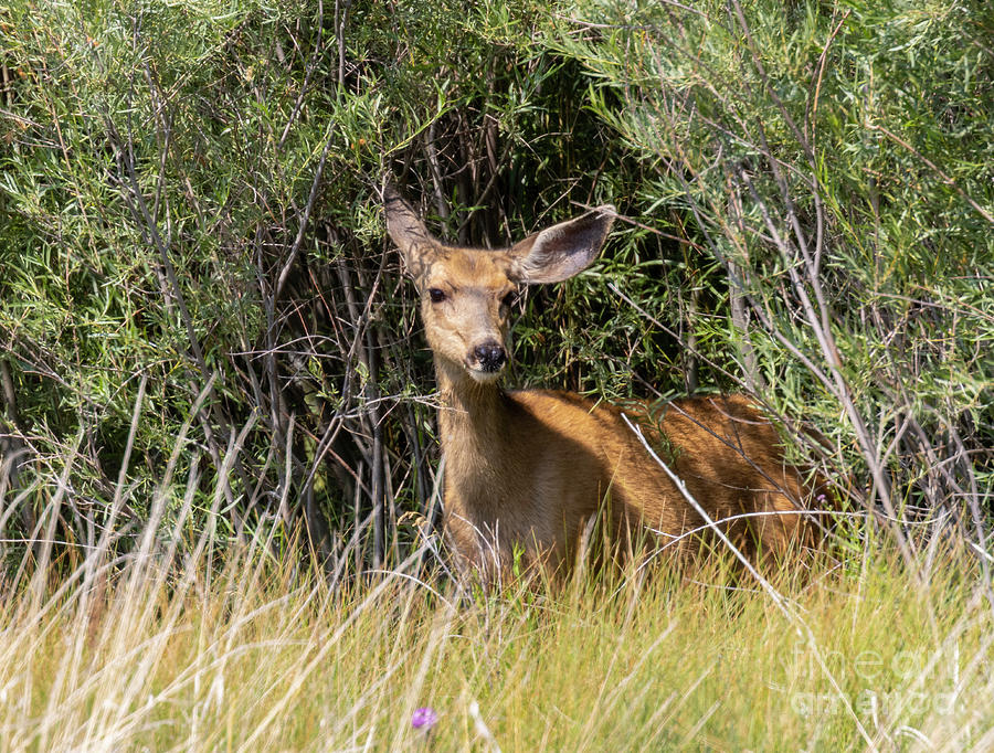 Mule Deer Doe Posing Photograph
