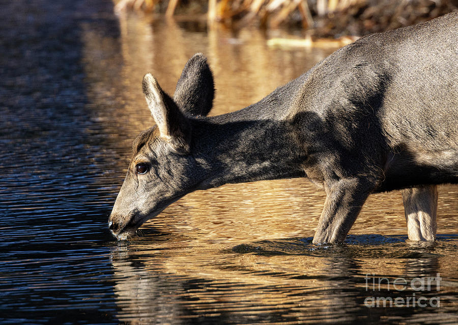Mule Deer Doe Taking a Drink Photograph by Steven Krull