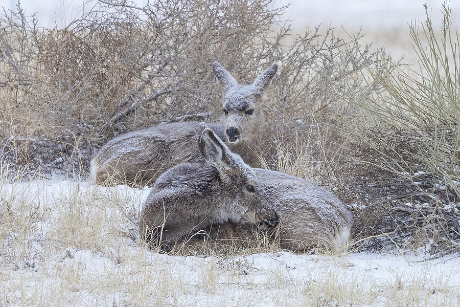 Mule Deer Does Hunker Down in Winter Photograph by Tony Hake