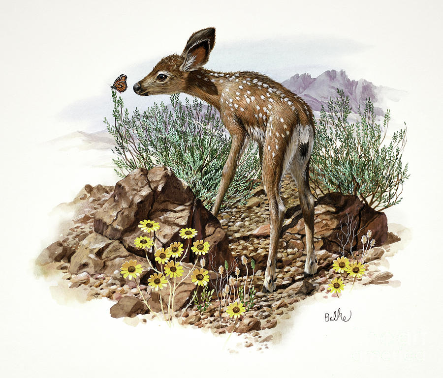 Mule Deer Painting by Don Balke