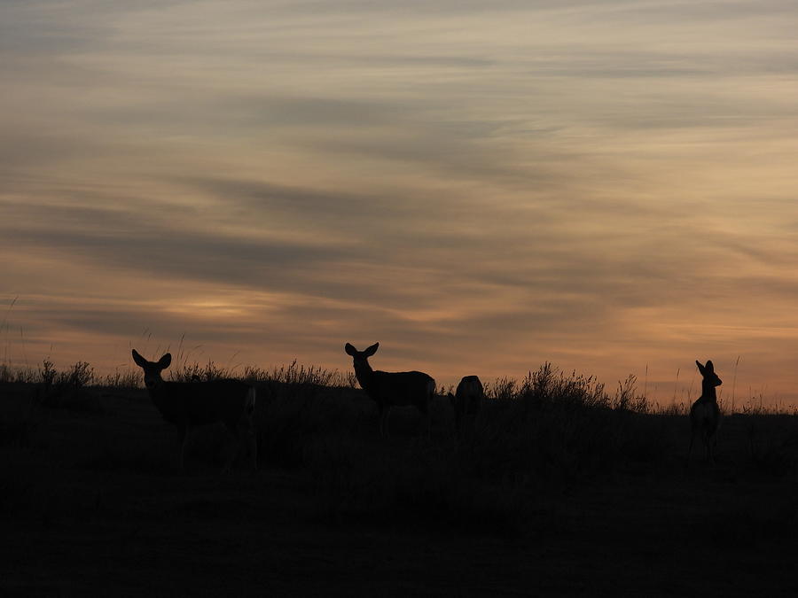 Mule Deer Ears at Dusk Photograph by Amanda R Wright