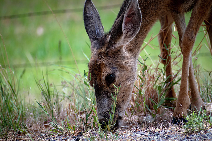 Mule Deer Eating Berries Photograph by Nathan Lofland - Pixels