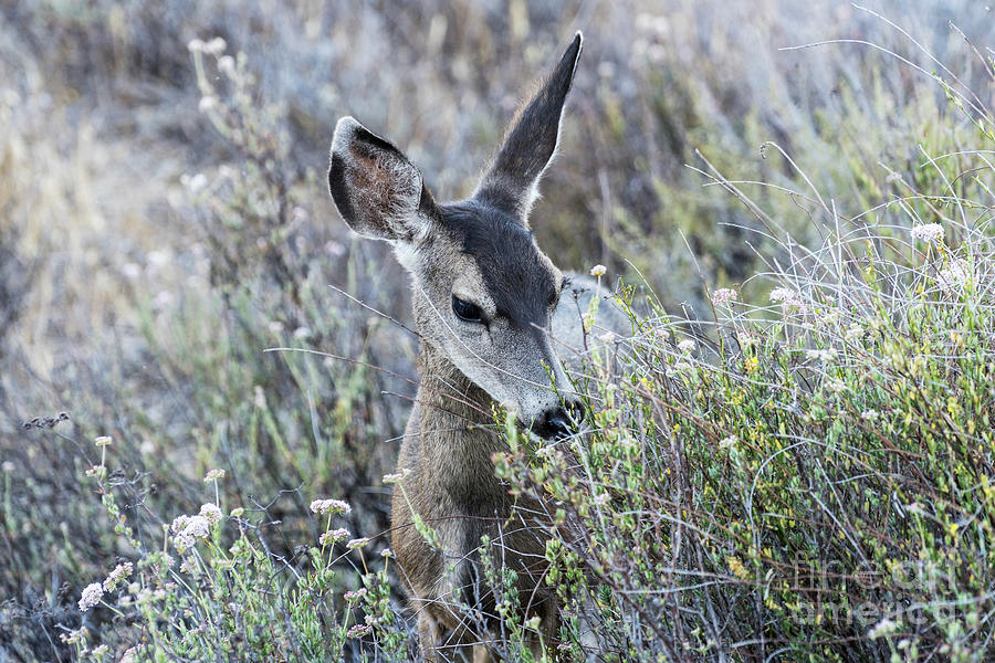 Deer Photograph - Mule Deer Eating Flowers by Trekkerimages Photography