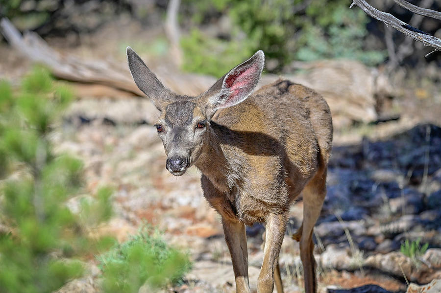 Mule Deer Photograph by Ed Stokes