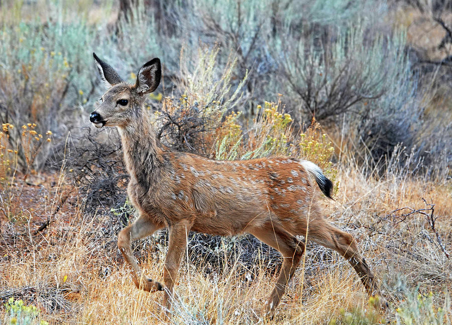 Mule deer fawn Photograph by Buddy Mays