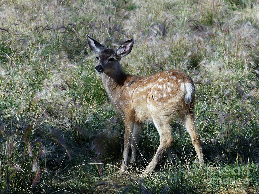 Mule deer fawn Photograph by Phil Banks