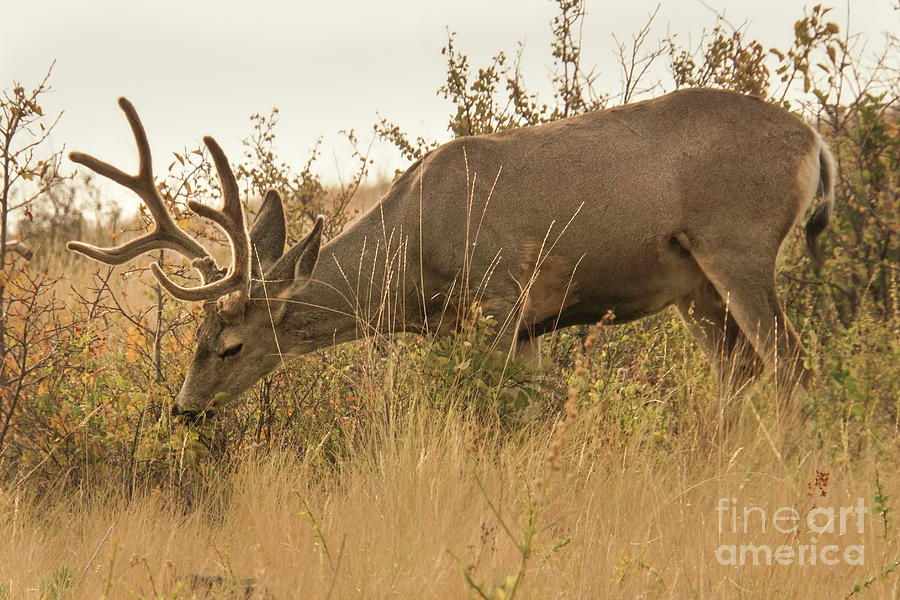 Summer Photograph - Mule Deer Grazing Shrubs by Nancy Gleason