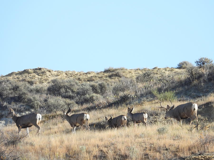 Mule Deer Herd Photograph by Amanda R Wright