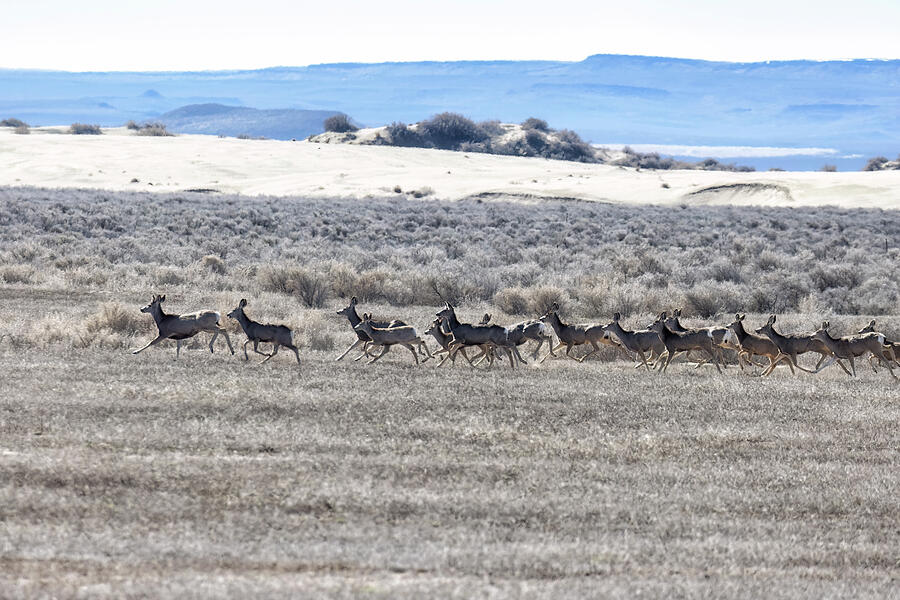 Mule Deer Herd Running Photograph by Belinda Greb