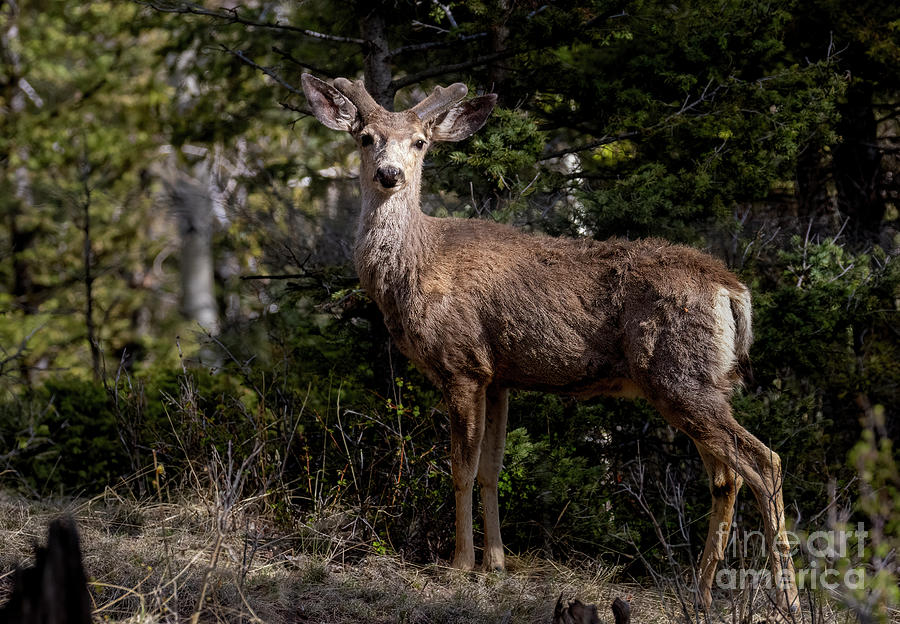 Mule Deer Herd Photograph by Steven Krull