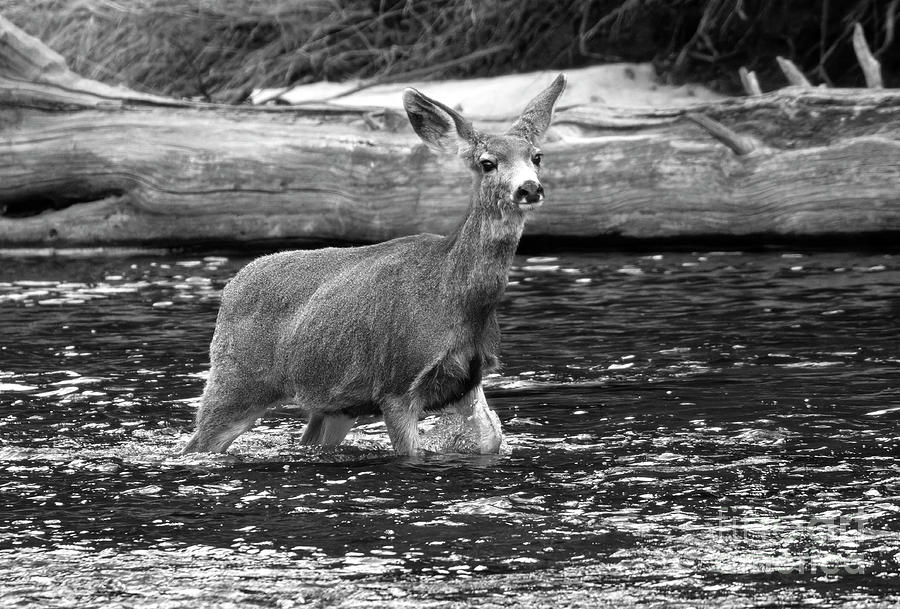 Mule Deer in River Photograph by Steven Krull Mule Deer in River Photograph by Steven Krull