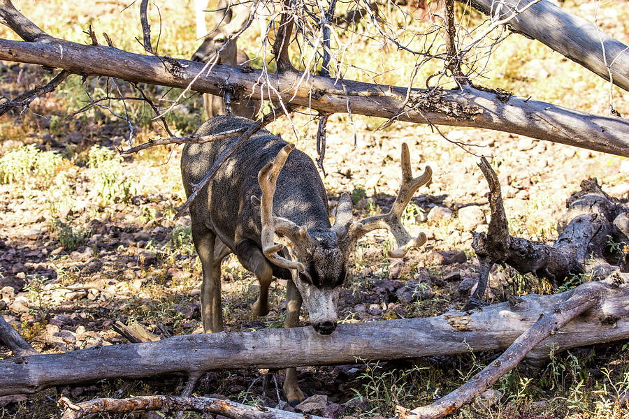 Deer Photograph - Mule Deer in the Dead Tree 001720 by Renny Spencer