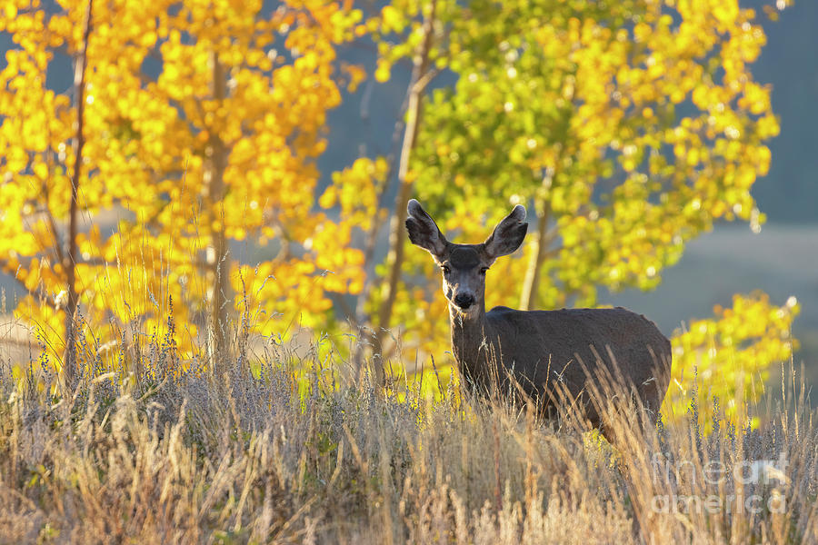Mule Deer in the Rocky Mountian Autumn Photograph by Steven Krull