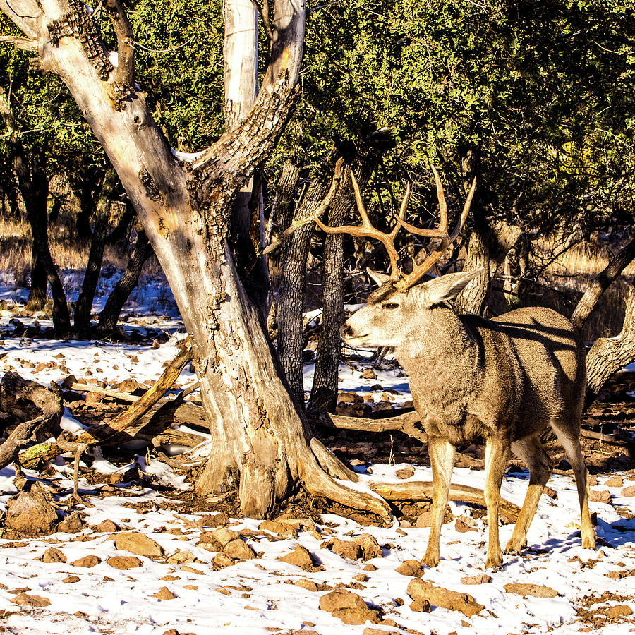 Mule Deer In The Snow 001672 Photograph