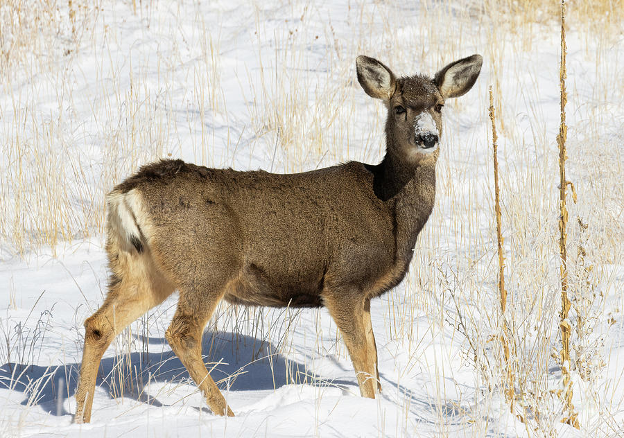 Mule Deer in the Snow Photograph by Steven Krull