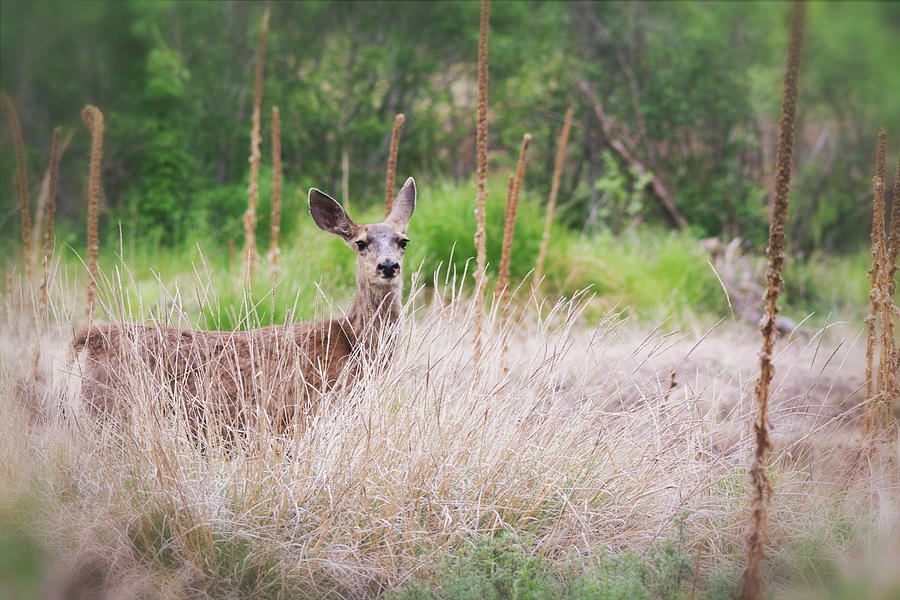 Mule Deer In The Tall Grass Photograph by Saija Lehtonen