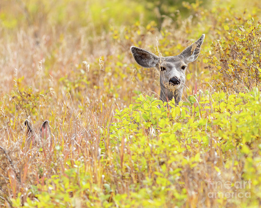 Mule Deer in the Thicket Photograph by Edward Fielding