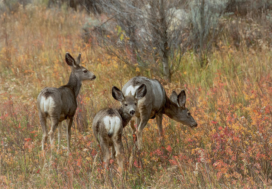 Mule Deer in the Wildflowers Photograph by Marcy Wielfaert