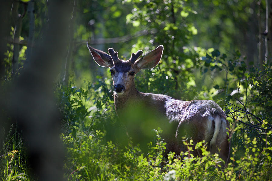 Mule Deer in Western Colorado Natural Habitat Photograph by Eyecrave Productions