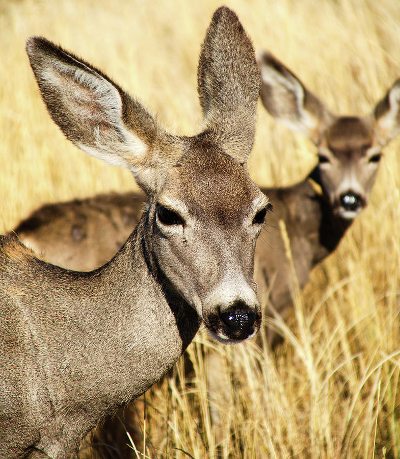 Mule Deer Photograph