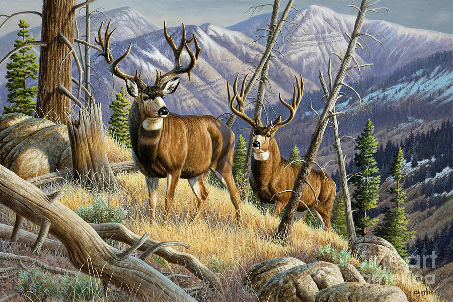 Deer Painting - Mule Deer Mountain Side by Cynthie Fisher