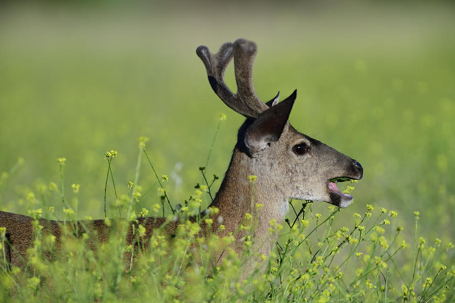 Mule Deer Munching on Mustards Plants - Rancho, San Antonio Park, Cupertino  Photograph by Amazing Action Photo Video