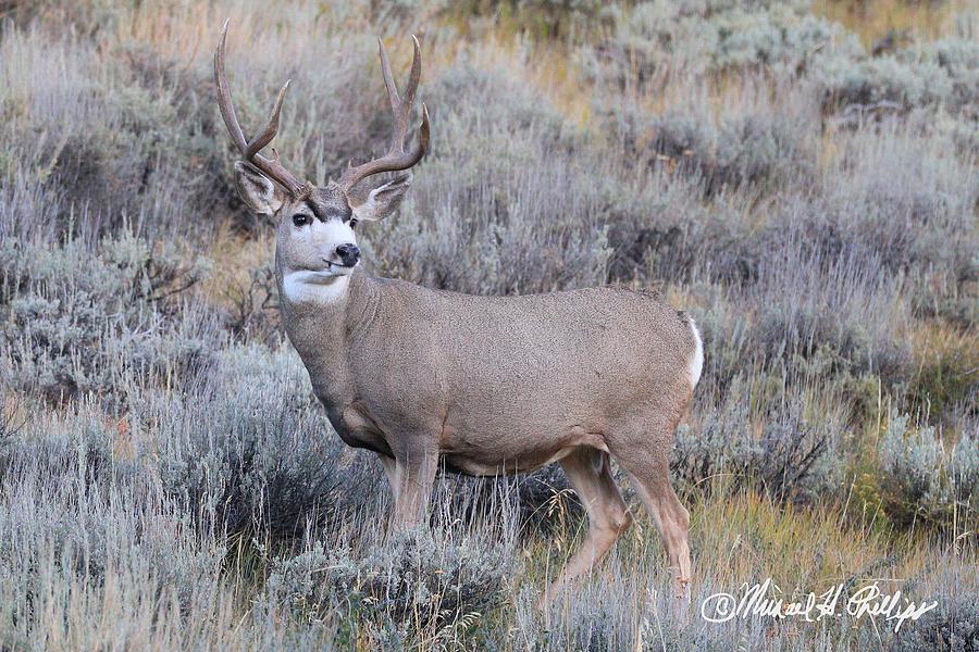 Mule Deer on Deer Mountain Photograph by Michael Phillips - Pixels