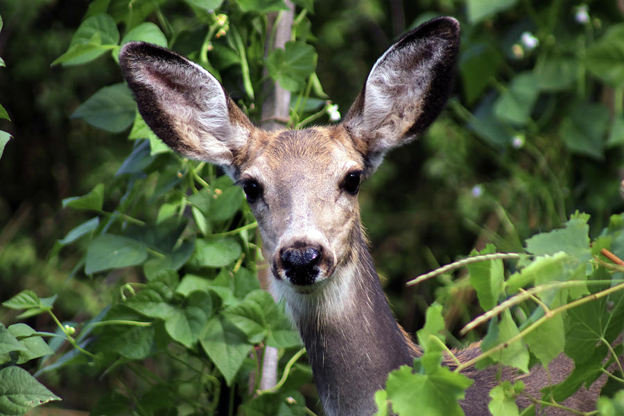 Mule Deer peering through the brush Photograph by April Stevenson ...