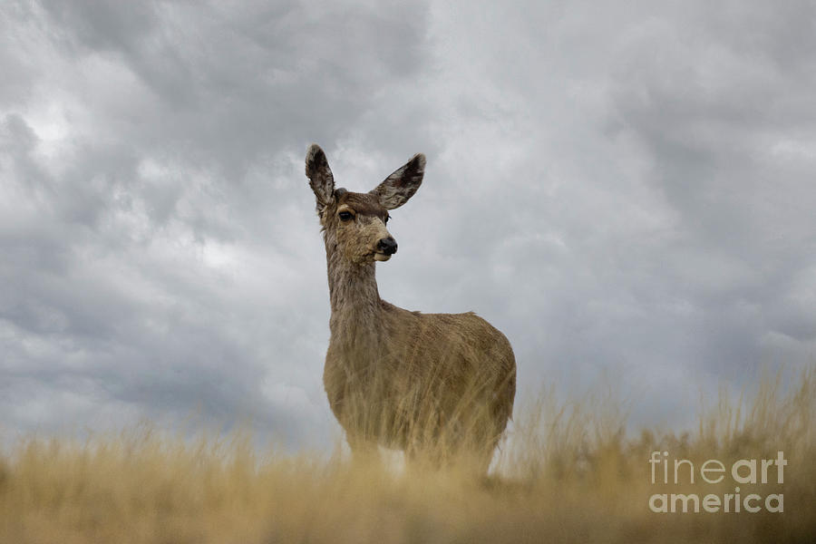 Mule Deer Posing in the Clouds Photograph by Steven Krull