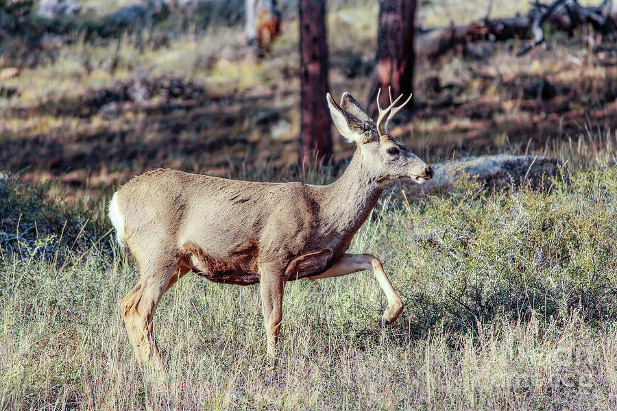 Mule Deer Prancing Photograph by Lynn Sprowl - Fine Art America