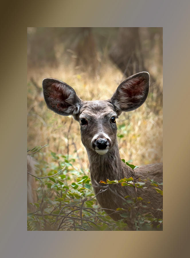 Mule Deer Photograph by Sandra Js