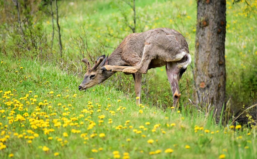 Mule Deer Scratching Photograph by Marta Pawlowski