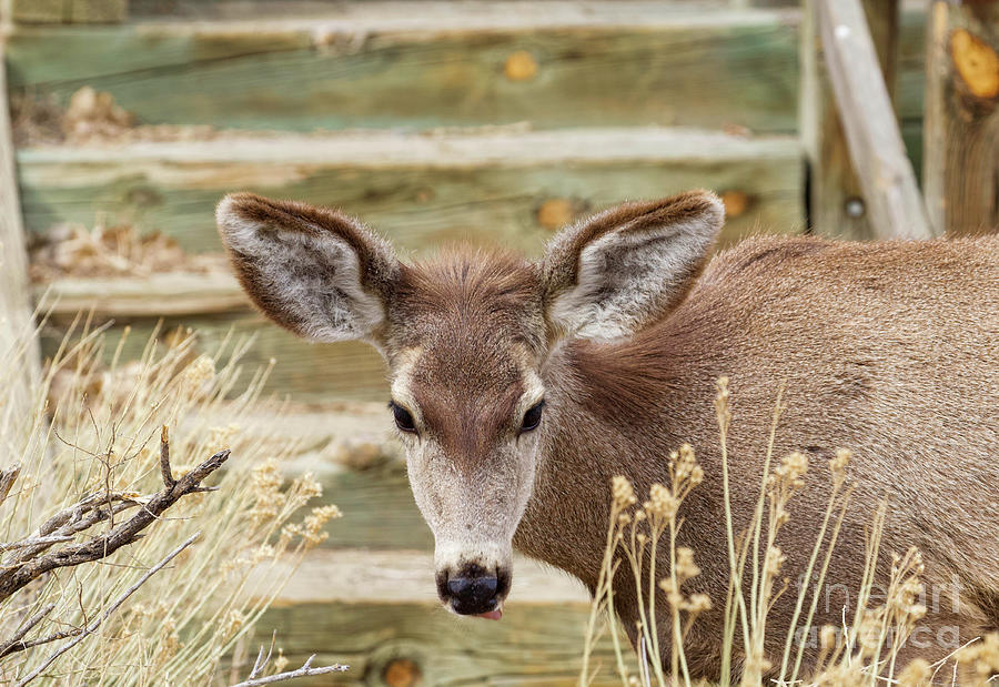 Mule Deer Photograph by Shirley Dutchkowski