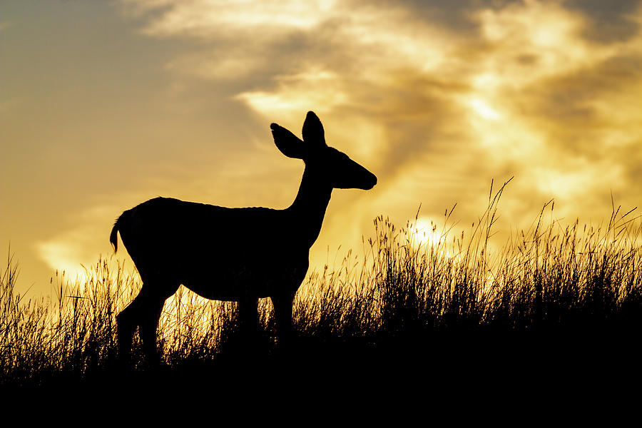 Mule Deer Silhouette by Michael Chatt Mule Deer Silhouette by Michael Chatt