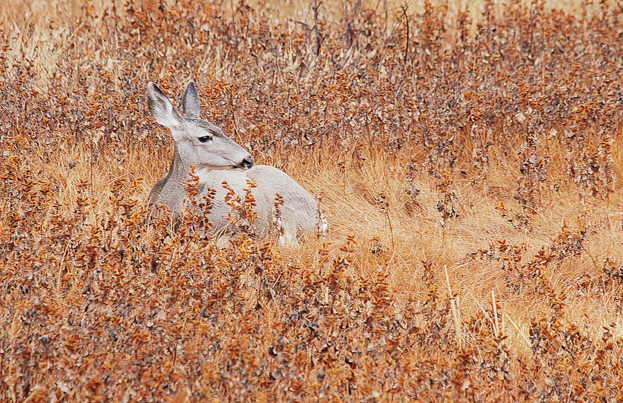 Mule Deer Sitting In Field Photograph