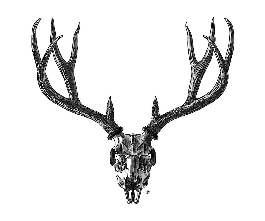 Mule Deer Skull and Antlers Graphic Digital Art by David Burgess - Fine ...
