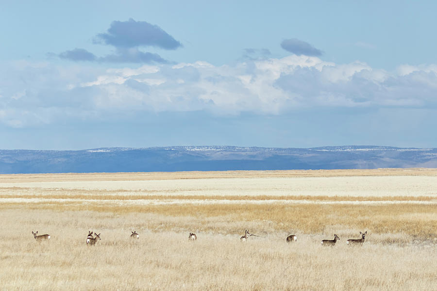 Mule Deer Social Distancing Photograph by Belinda Greb | Fine Art America