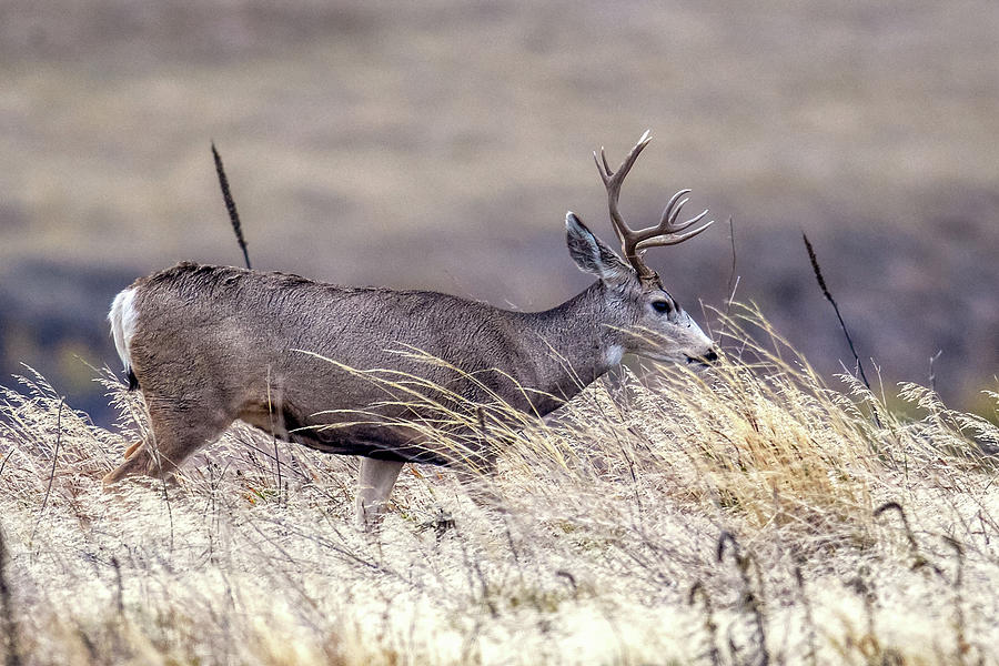 Mule Deer South Dakota Photograph by Paul Freidlund