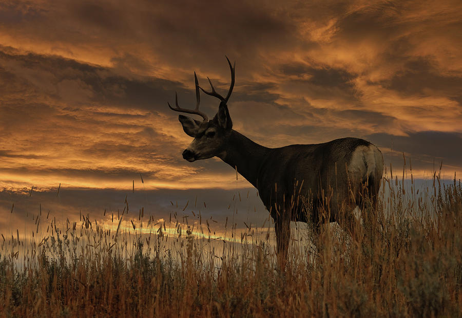 Mule Deer Sunset Photograph by Wade Aiken