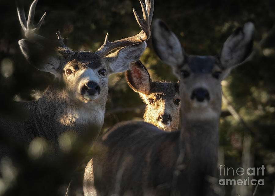 Mule Deer Trio Photograph by Steven Krull