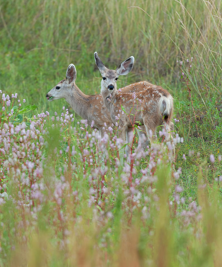 Mule Deer Twins Photograph by Gary Langley