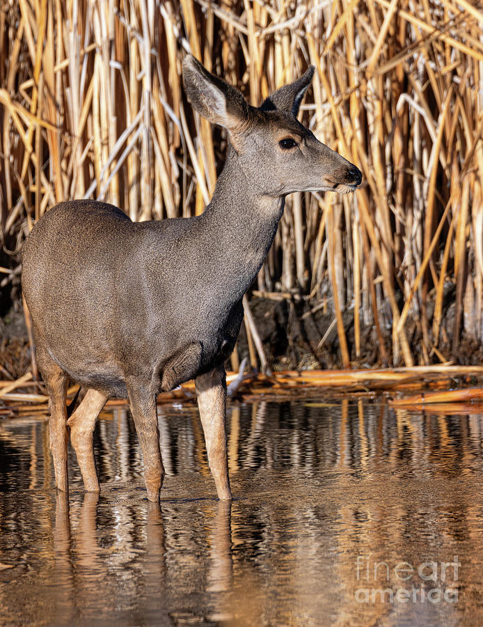 Mule Deer Wading at Eleven Mile Canyon Photograph by Steven Krull