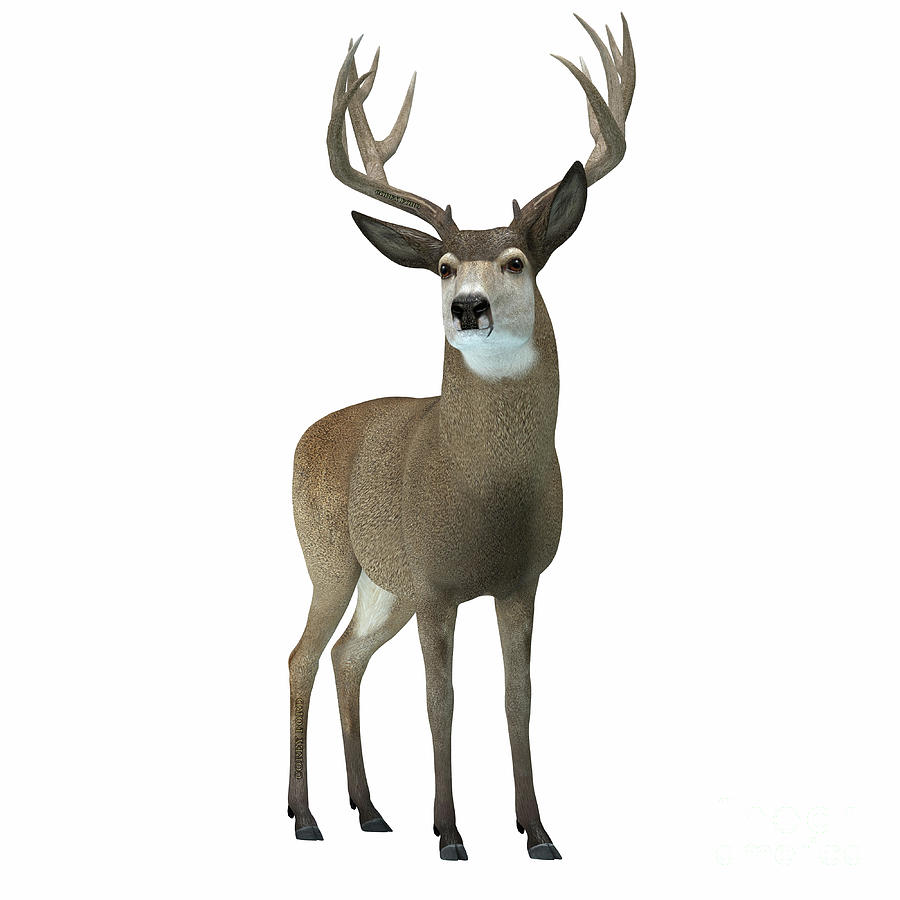 Deer Digital Art - Mule Deer with Antlers by Corey Ford