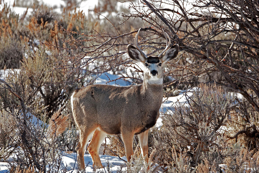 Mule Deer young buck 5332 Odocoileus Hemionus Photograph by Michael ...