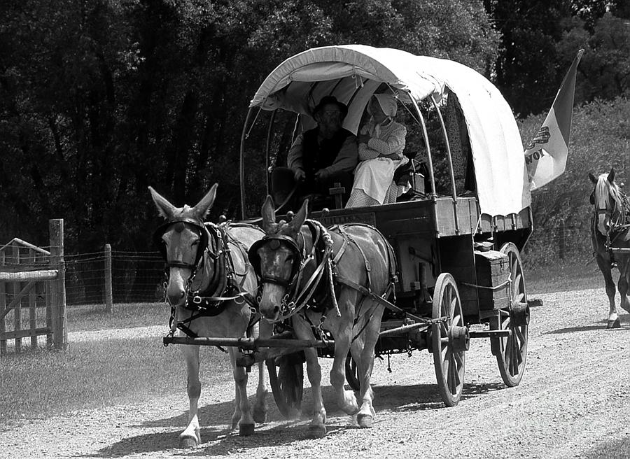 Mule Drawn Covered Wagon Photograph