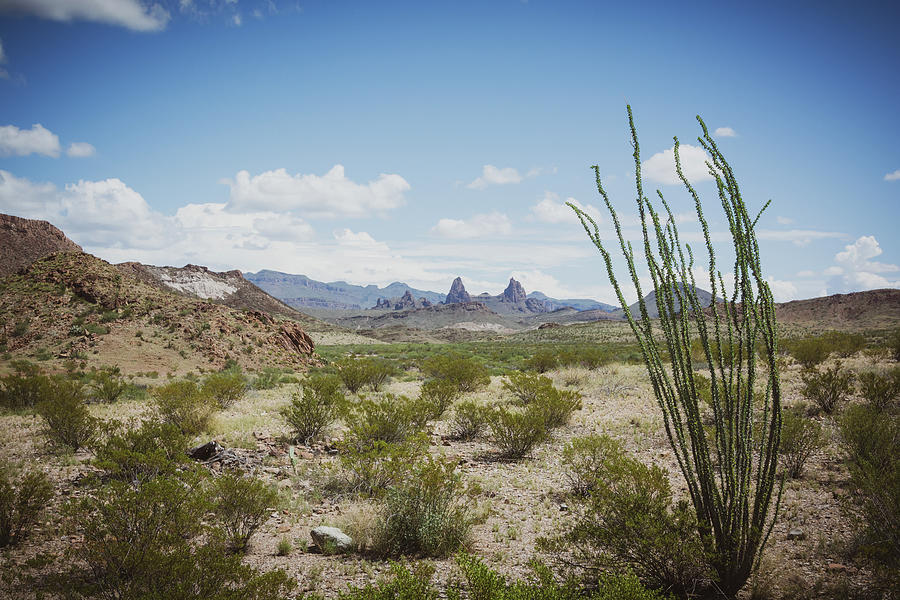 Mule Ears in Big Bend National Park Photograph by Heather Roskelley ...