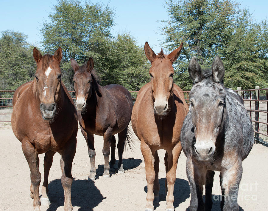 Mule Gang Photograph by Jody Miller