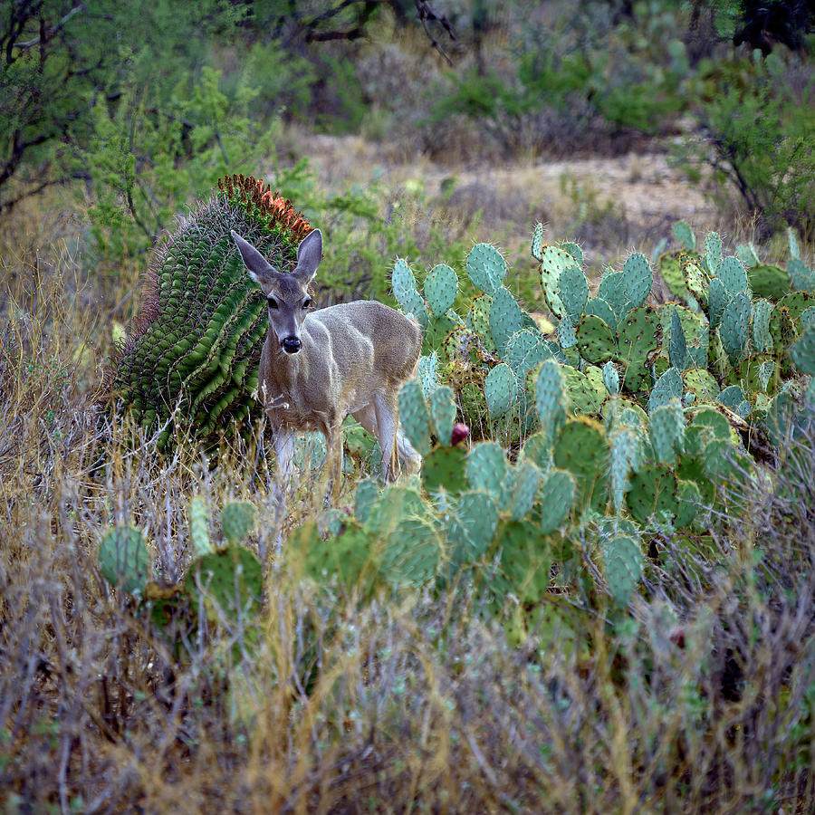 White-Tailed Deer Amidst Sabino Canyon Cacti Photograph by Chris Anson